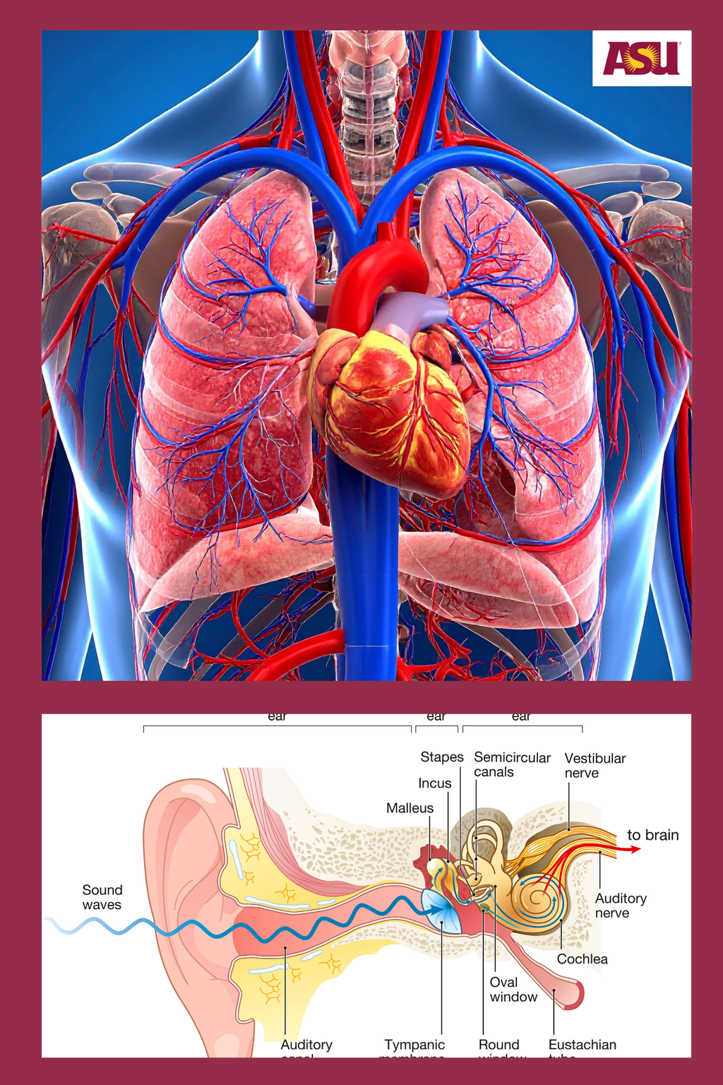 BIO 160 Anatomy & Physiology