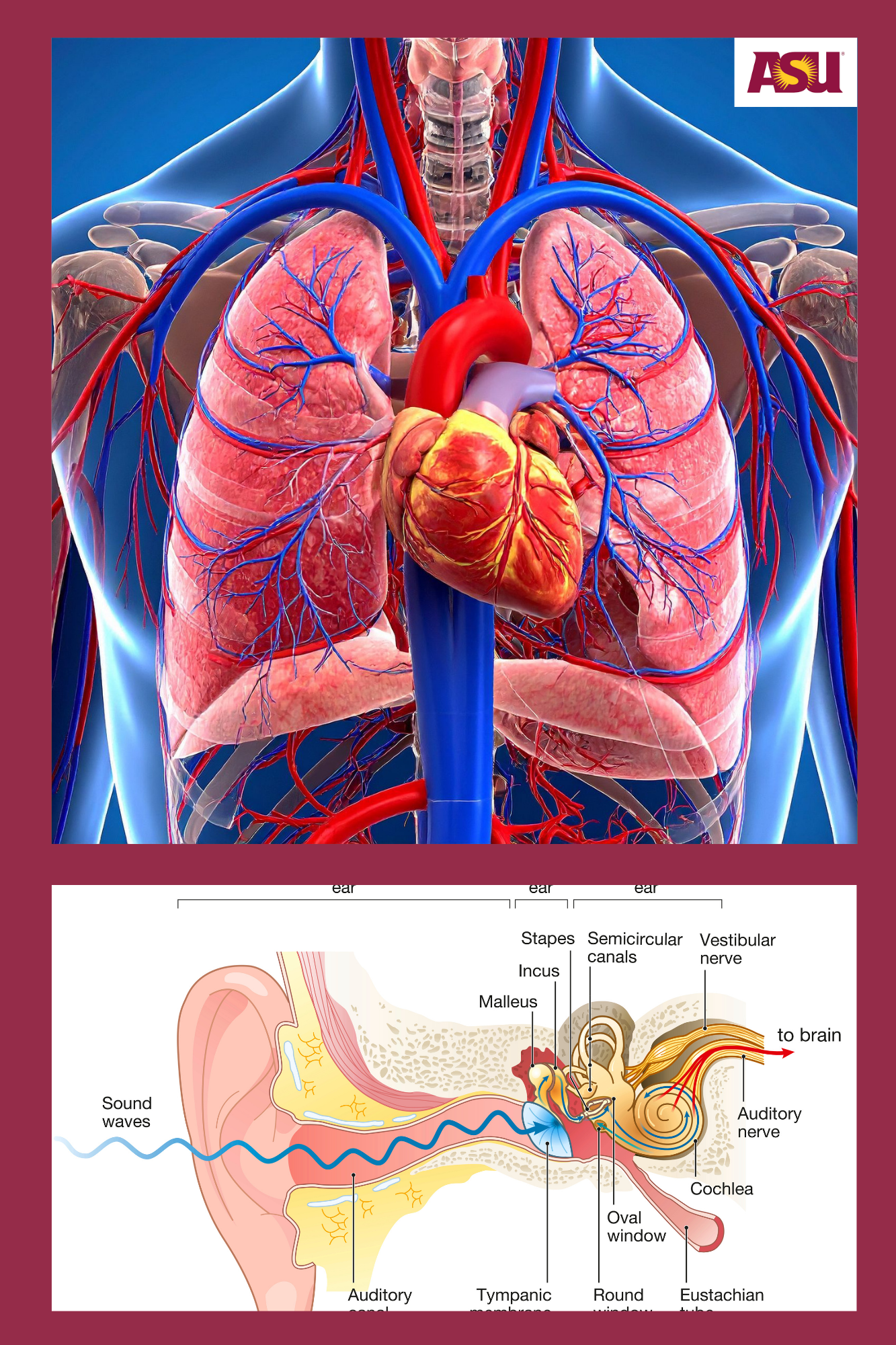 BIO 160 Anatomy & Physiology