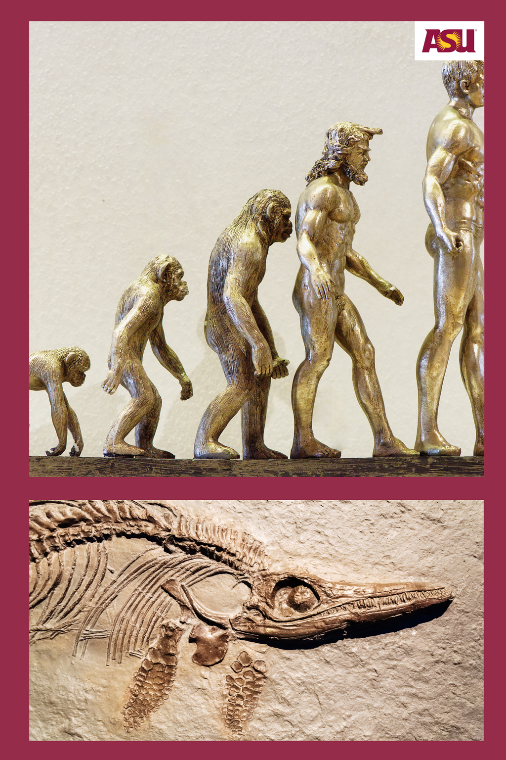 ASM 246 Paleoanthropology Human Origins
