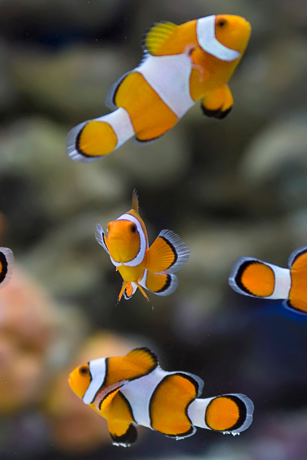 BIO 145 Introduction to Marine Biology