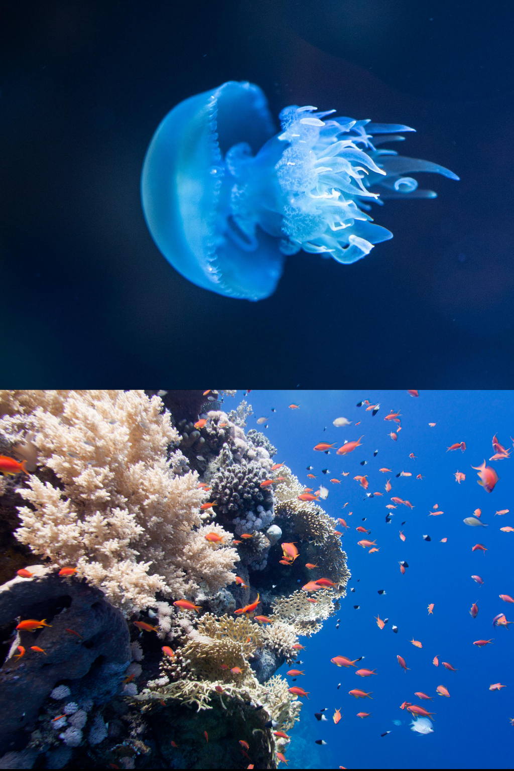 BIO 145 Introduction to Marine Biology