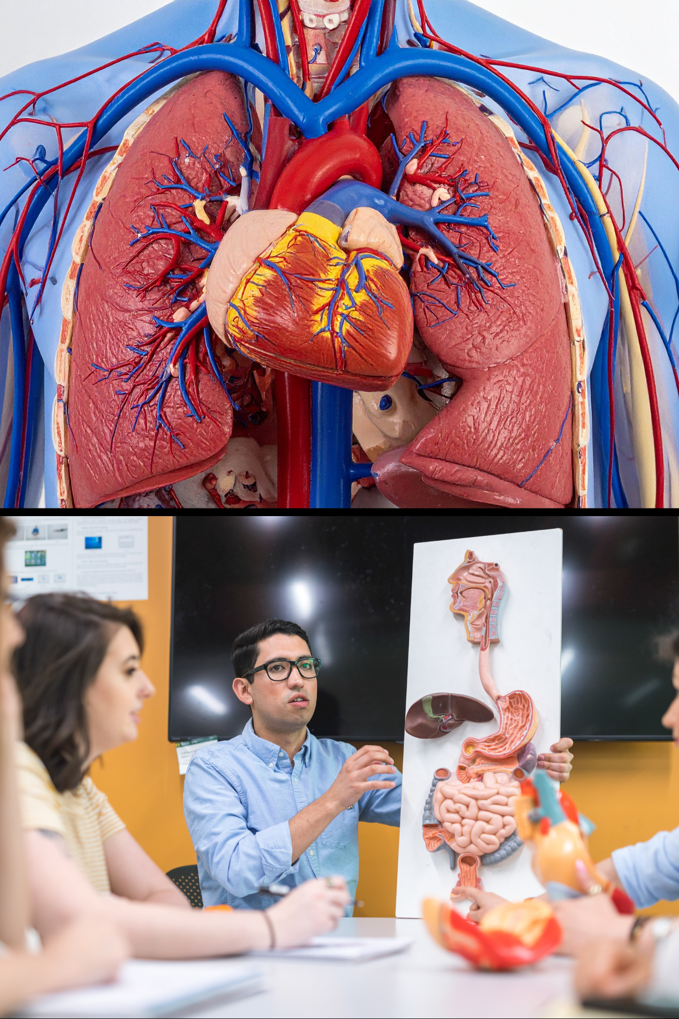 BIO 160 Introduction to Anatomy & Physiology